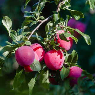 The Benefits of Plum Kernel Oil for Skin Structure