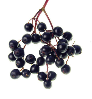 Benefits Of Elderberry Extract For Your Skin